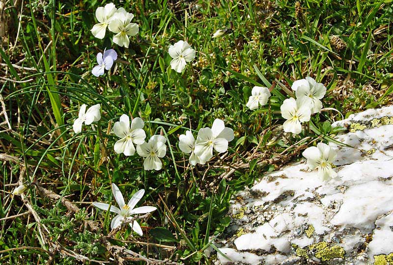 Viola corsica subsp. limbarae / Viola del Limbara
